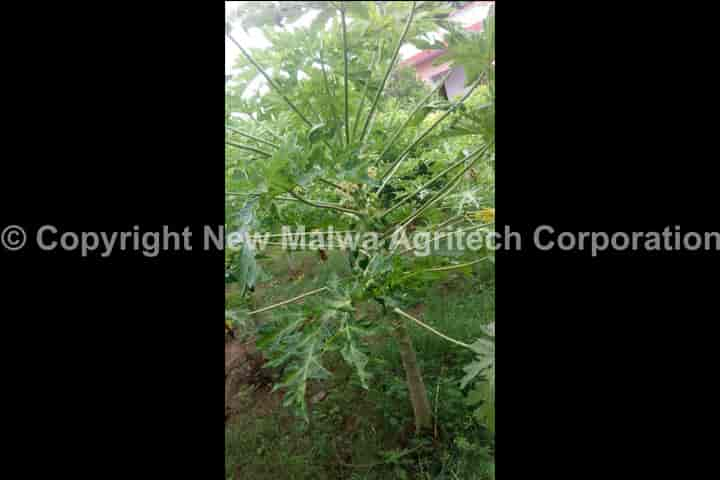 virocin new malwa agritech corporation